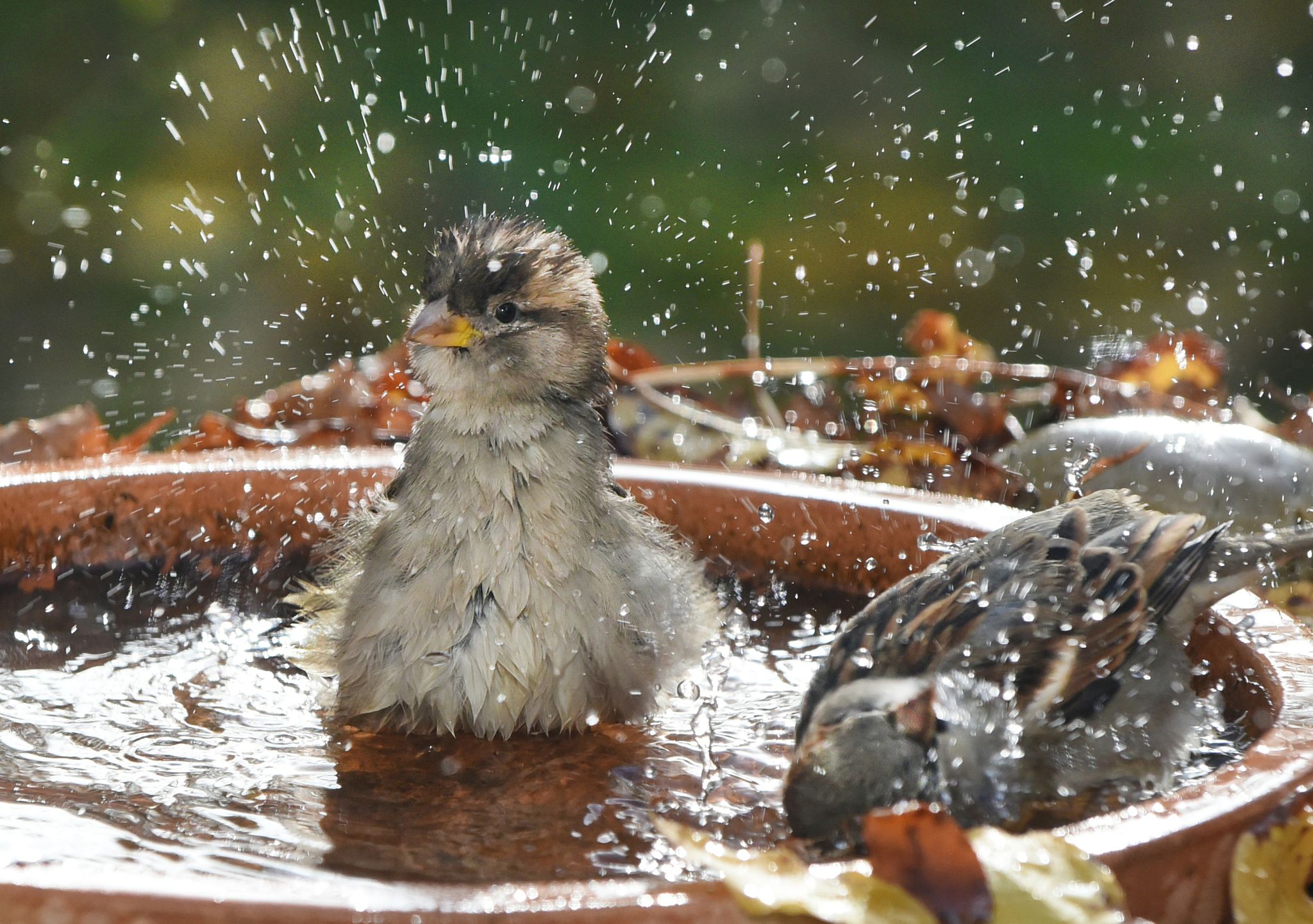 Tierschutzverein: Wasserschalen für Tiere aufstellen