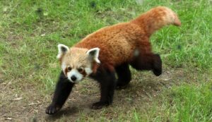 Neugierig und entspannt, so beschreiben Tierpfleger den kleine Roten Panda.