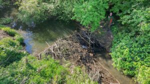 Landwirt Hans-Heinrich Schnehage steht neben einem von Biber gebauten Damm an einem Wasserlauf in der Region Hannover.