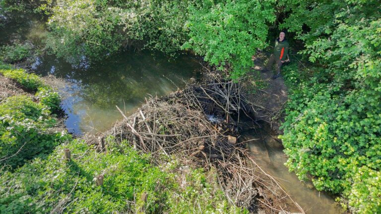 Landwirt Hans-Heinrich Schnehage steht neben einem von Biber gebauten Damm an einem Wasserlauf in der Region Hannover. Foto: Julian Stratenschulte/dpa