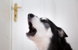 Sehnsucht nach Frauchen? Mit etwas Training kann man seinen Hund gut ans Alleinsein gewöhnen.