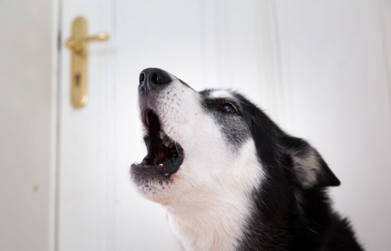 Sehnsucht nach Frauchen? Mit etwas Training kann man seinen Hund gut ans Alleinsein gewöhnen. Foto: Florian Schuh/dpa-tmn