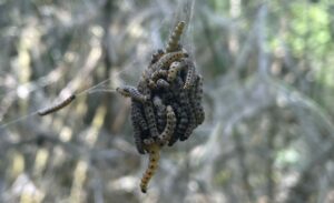 An einem Tag kann eine Raupe einen meterlangen Faden spinnen. (Archivbild)