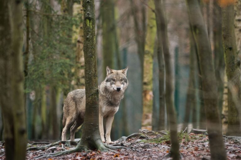 Wölfe sollen in der EU künftig leichter abgeschossen werden können. (Symbolbild)  Foto: Klaus-Dietmar Gabbert/dpa-Zentralbild/dpa-tmn