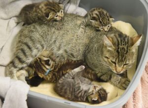 Die Linken und Grünen wehren sich gegen Kürzungen bei den Zuschüssen für Tierheime in Sachsen (Archivbild).