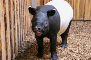Schabrackentapi Rakiju wiegt schon fast 300 Kilo.