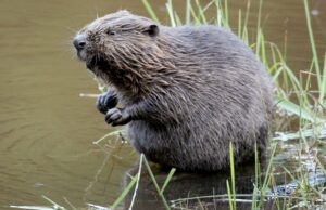 Biber haben sich stark vermehrt. Rund 22.000 Tiere leben laut Umweltministerium in Bayern. (Archivbild)