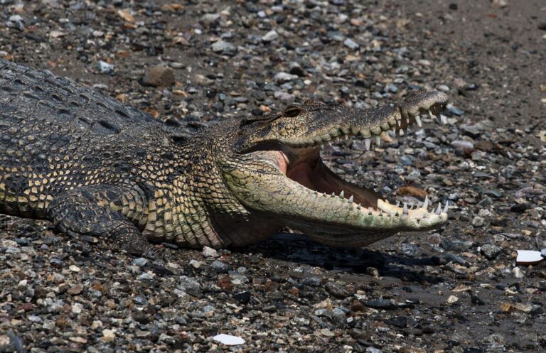 In keinem anderen Land der Erde werden so viele Menschen von Krokodilen getötet wie in Indonesien. (Symbolbild) Foto: Muhammad Taufan/dpa