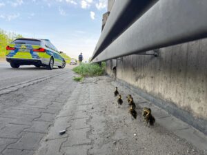 Am Freitag rettete die Polizei mehrere watschelnde Entenküken von der Autobahn 5.