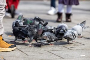 Die Stadt Limburg bleibt bei ihren Plänen für die Tötung von 200 Stadttauben. Dafür beantragt sie eine Sondergenehmigung beim Landkreis.