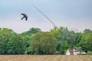 Ein Vogelabwehr-Drachen schwebt über einem landwirtschaftlichen Feld, um Saatkrähen im Rahmen eines Schutzprojekts fernzuhalten.