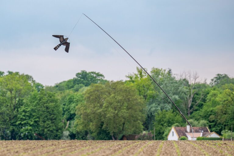 Ein Vogelabwehr-Drachen schwebt über einem landwirtschaftlichen Feld, um Saatkrähen im Rahmen eines Schutzprojekts fernzuhalten. Foto: Armin Weigel/dpa