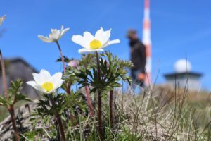 Die Brockenanemone kommt ausschließlich auf dem höchsten Berg Sachsen-Anhalts vor.