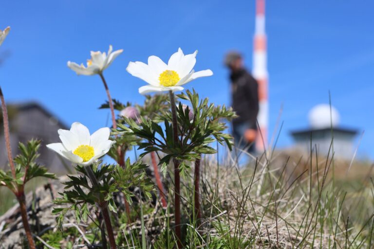 Die Brockenanemone kommt ausschließlich auf dem höchsten Berg Sachsen-Anhalts vor.  Foto: Matthias Bein/dpa