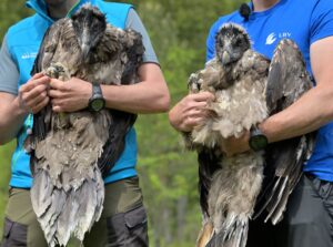 Vor fünf Jahren wurden mit Bavaria und Wally die ersten Bartgeier im Nationalpark ausgewildert. (Archivfoto)