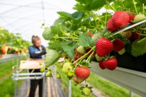 Eine Frau erntet Erdbeeren von einem Hochbeet.