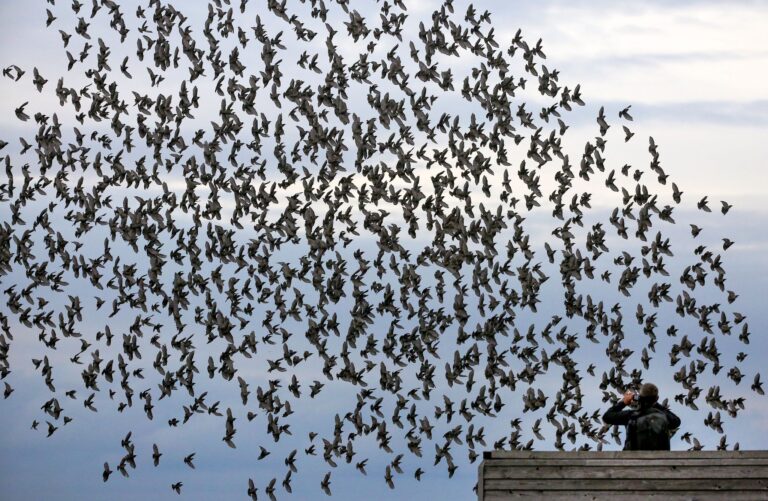 Die meisten Menschen halten sich an die Regeln in Naturschutzgebieten und fotografieren Tiere nur von Wegen und Aussichtspunkten aus. Foto: Thomas Warnack/dpa