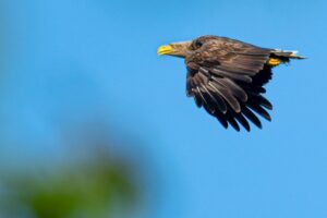Lange Zeit waren Seeadler in der Region verschwunden.