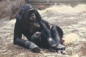 Die zehnjährige Mutter kümmere sich gut um ihren ersten Nachwuchs, versicherte der Zoo.