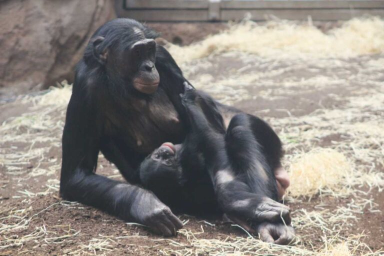 Die zehnjährige Mutter kümmere sich gut um ihren ersten Nachwuchs, versicherte der Zoo. Foto: --/Zoo Frankfurt/dpa