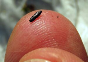 Der Glänzendschwarze Furchenstirn-Prachtkäfer ist nur etwa drei Millimeter groß.