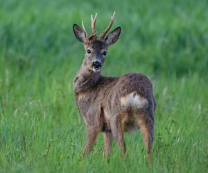 Rehe können schwimmen, aber nicht aus Hafenbecken klettern. Deshalb war das Tier auf menschliche Hilfe angewiesen (Symbolbild).
