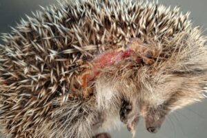 Immer wieder im Frühjahr werden Mähroboter zur tödlichen Falle für Igel. (Foto-Archiv).