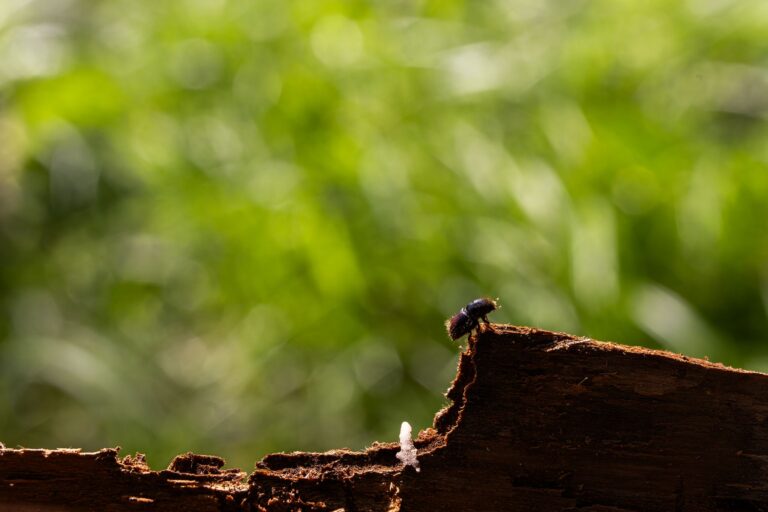 Nach Jahren des schweren Schadens durch Schädlinge wie den Borkenkäfer scheint sich die Lage im Wald leicht zu entspannen.(Illustration) Foto: Philipp von Ditfurth/dpa