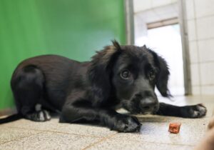 Die Stadt Uelzen schafft die Steuern für Hunde aus dem Tierheim ab. (Symbolfoto)