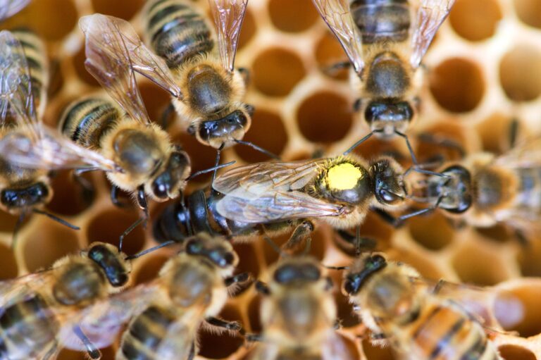 2024 gab es laut Tierseuchenkassen landesweit 26.777 Bienenvölker. Das waren 877 weniger als 2023. (Archivbild) Foto: Klaus-Dietmar Gabbert/dpa-Zentralbild/dpa