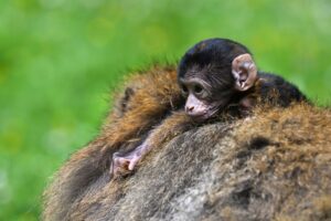 Berberaffen-Männchen kümmern sich liebevoll um den Nachwuchs - auch wenn nicht klar ist, ob es der eigene ist.
