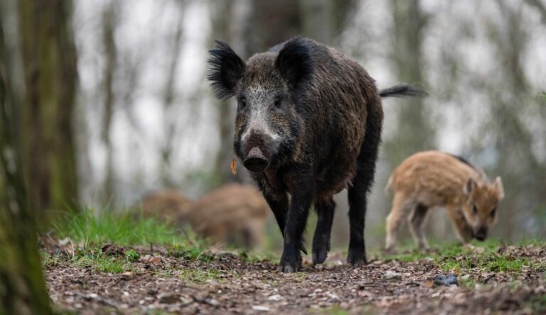 Der Landkreis ruft zur vermehrten Jagd von Wildschweinen auf. (Symbolbild) Foto: Gregor Fischer/dpa/dpa-tmn