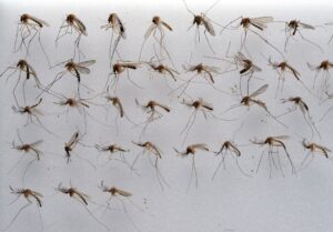 Die Gemeine Hausmücke (Culex pipiens) kommt in Deutschland sehr häufig vor. (Archivbild)