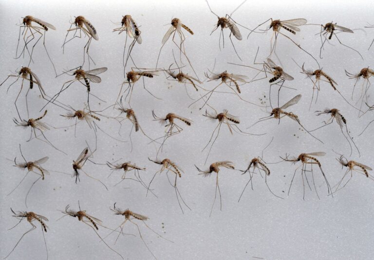 Die Gemeine Hausmücke (Culex pipiens) kommt in Deutschland sehr häufig vor. (Archivbild) Foto: picture alliance / dpa