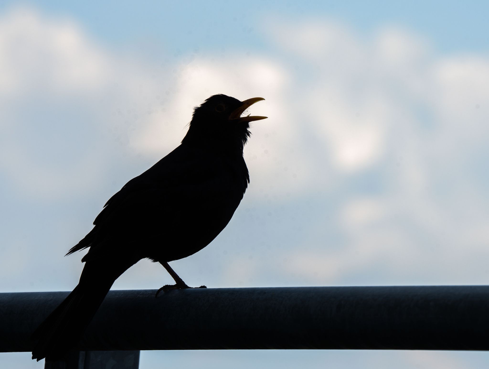 Immer weniger Vögel in deutschen Gärten
