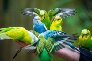 Verschiedene Vogelarten werden als Ziervögel gehalten - zum Beispiel auch Wellensittiche. (Symbolbild)