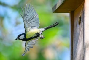 Im Fokus der Mitmachaktion stehen vertraute und weit verbreitete Vogelarten wie Meisen, Finken, Rotkehlchen und Spatzen. (Archivbild)