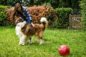 Garten mit Auslauf: hundesicherere Zäune und Hecken schützen vor ungewollten Ausflügen – und ermöglichen dem Tier freie Bewegung ohne Leine.