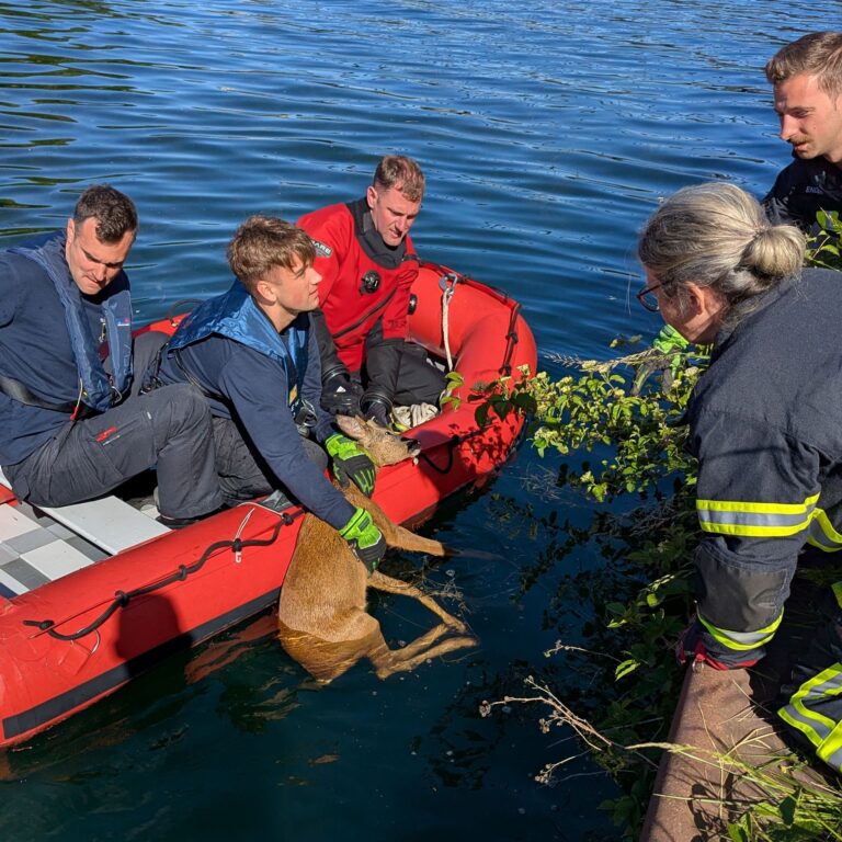 Der kleine Kerl konnte unverletzt wieder in den Wald laufen. Foto: Feuerwehr Dortmund/dpa