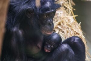 Noch ganz klein und anhänglich: Im Kölner Zoo wurde das Bonobo-Baby Milumbe geboren.