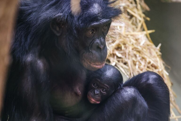 Noch ganz klein und anhänglich: Im Kölner Zoo wurde das Bonobo-Baby Milumbe geboren. Foto: Oliver Berg/dpa