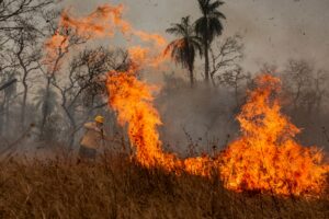 Feuer waren die Hauptursache für den großen Waldverlust. (Archivbild)