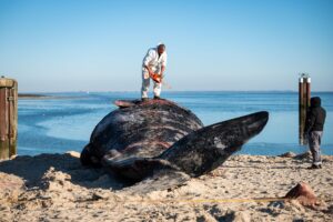 Im Februar war ein Pottwal-Kadaver vor Sylt geborgen und am Strand zerlegt worden.