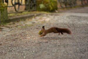 Gesunde junge Wildtiere sollten bei ihren Eltern gelassen werden, auch wenn diese gerade nicht in der Nähe sind. (Symbolbild)