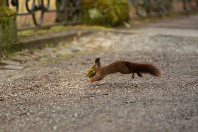 Gesunde junge Wildtiere sollten bei ihren Eltern gelassen werden, auch wenn diese gerade nicht in der Nähe sind. (Symbolbild) Foto: Silas Stein/dpa