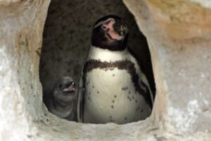 Im Vogelpark Marlow sind insgesamt sechs Pinguin-Küken geschlüpft.