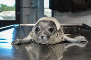 Die kleine Ariel ist der erste Seehundheuler der diesjährigen Geburtensaison.