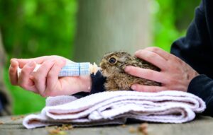 Die Wildtierhilfe Lüneburger Heide versorgt Tierbabys, die in der Natur nicht überleben würden.