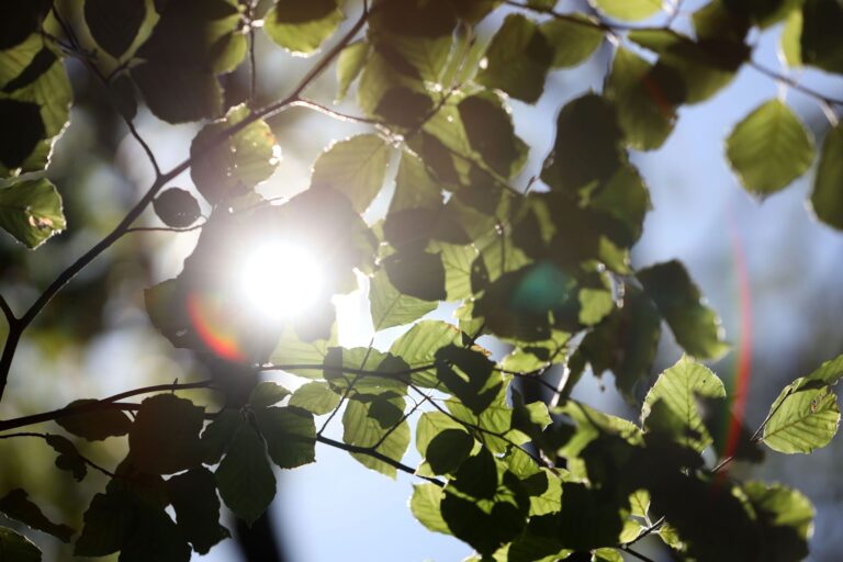 Unter anderem wurden rund 12 Millionen Buchen gepflanzt. (Symbolbild) Foto: Matthias Bein/dpa