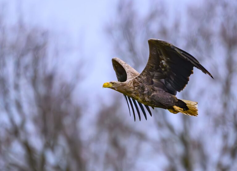 Mehrere verendete Seeadler und Mäusebussarde wurden in den vergangenen Wochen in Schleswig-Holstein gefunden (Archivbild). Foto: Patrick Pleul/dpa